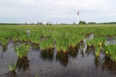 20200503_101901_leszaradofelben_Ujszentmargita_Dogos-lapos_58826320