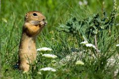 urge-spermophilus-citellus-073e7249-2043411