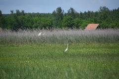 20230803190657-hajta-mocsar-koncz-peter-q3hvg7d6