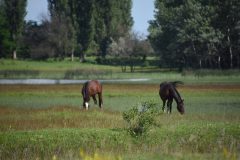 20230803190658-hajta-mocsar4-koncz-peter-nvxgjprf
