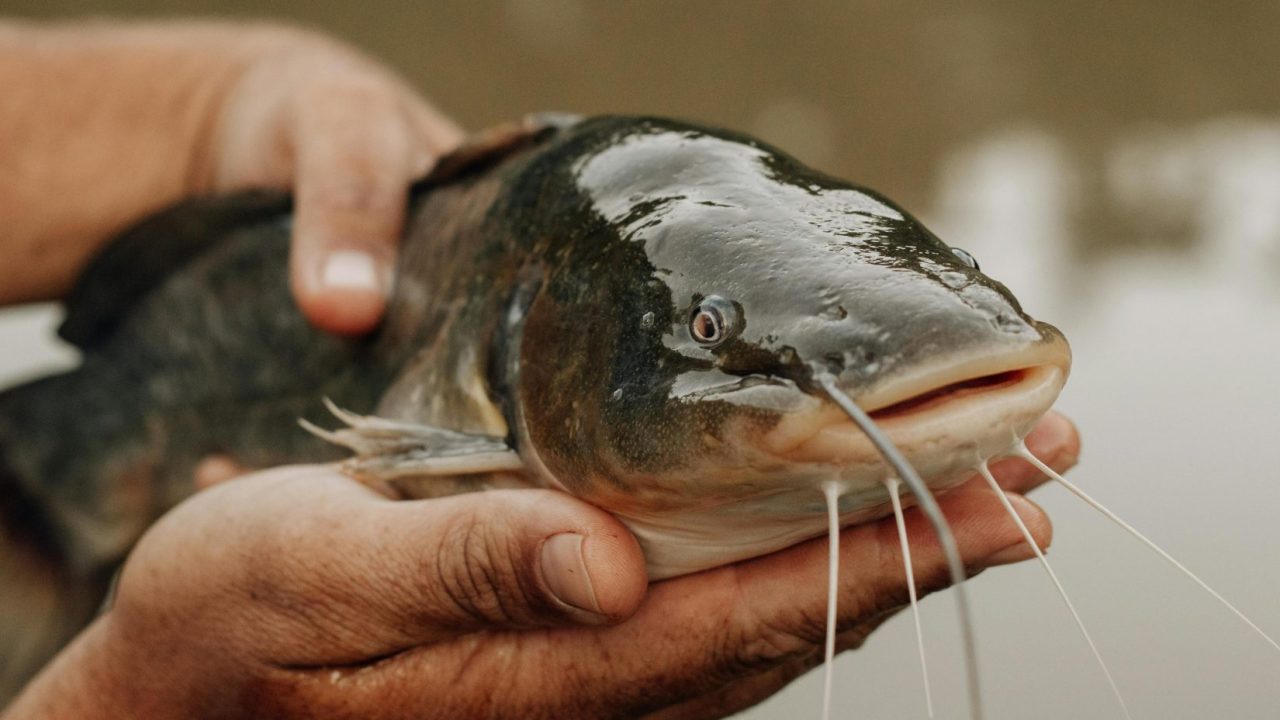 Halburger pogácsával bővült a Szarvas-Fish Kft. termékkínálata