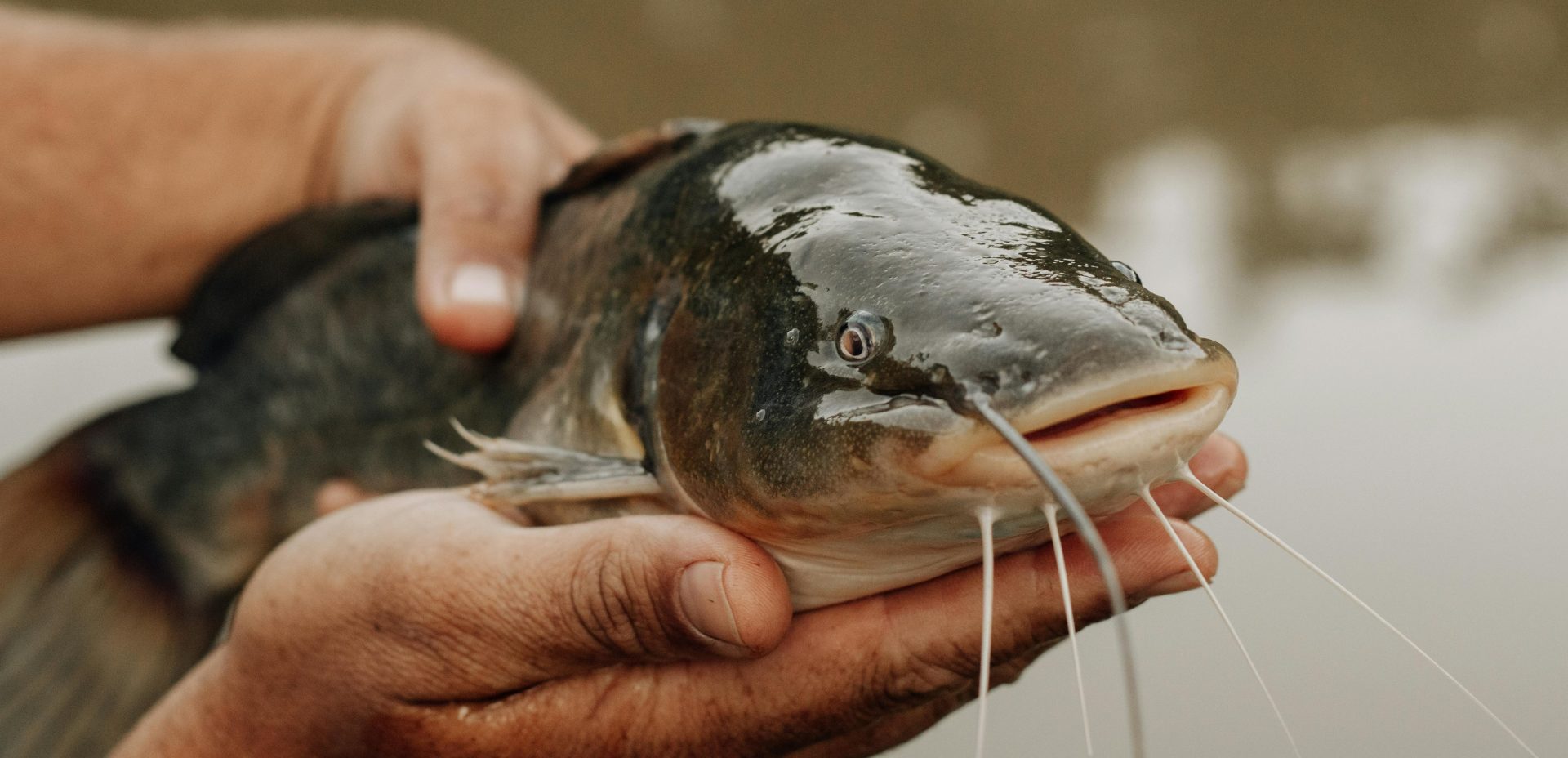 Halburger pogácsával bővült a Szarvas-Fish Kft. termékkínálata