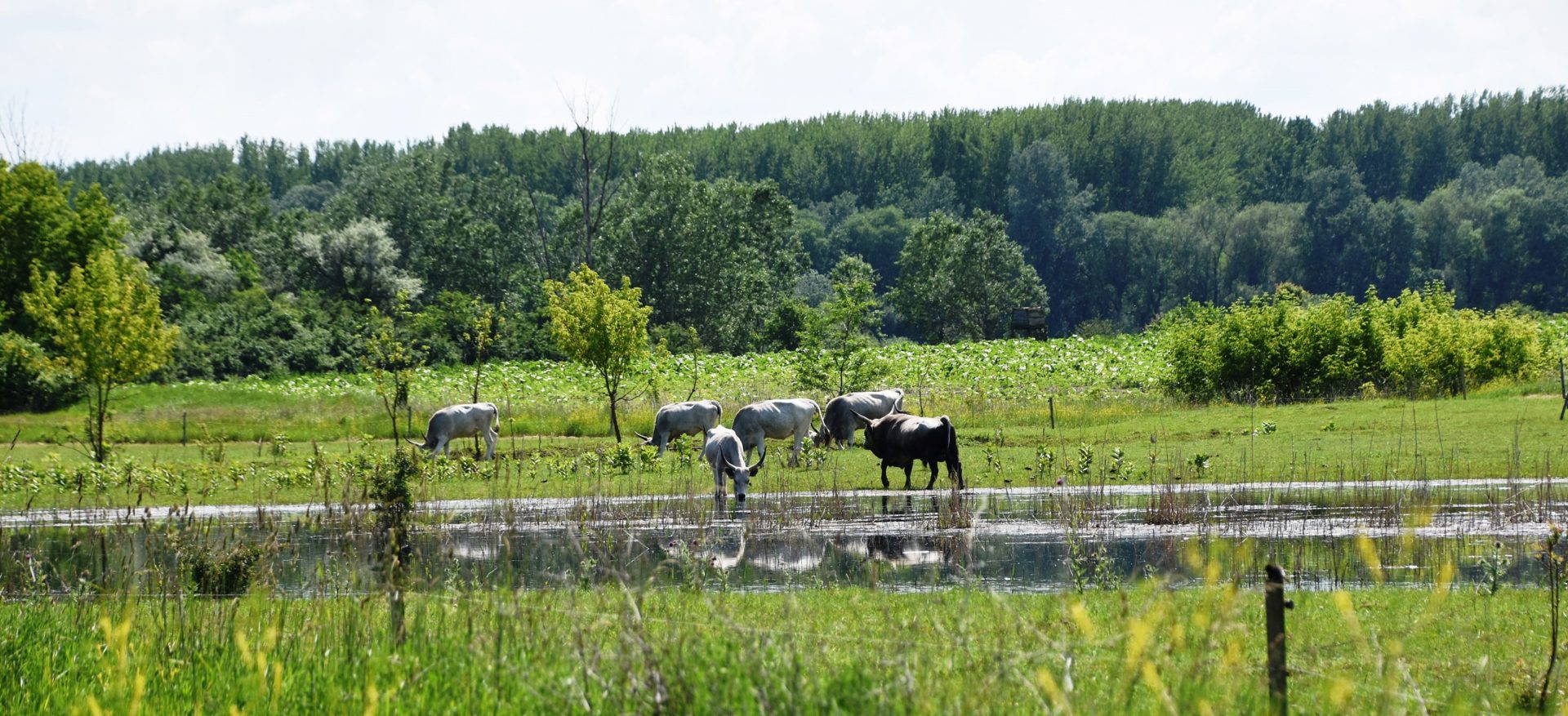 Rehabilitation of wetlands and complex landscape development along the Tápió