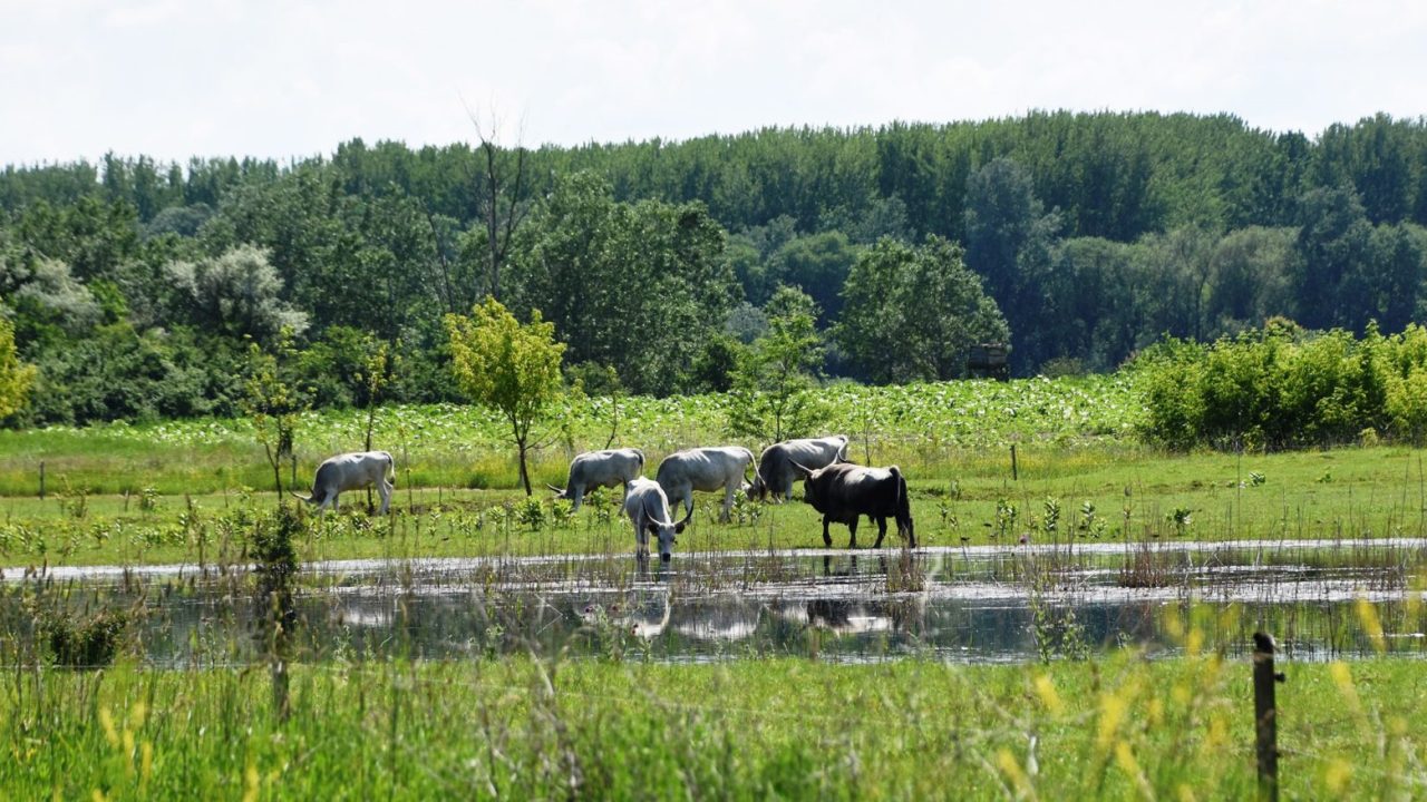 Vizes élőhelyek rehabilitációja és komplex tájfejlesztés a Tápió-mentén