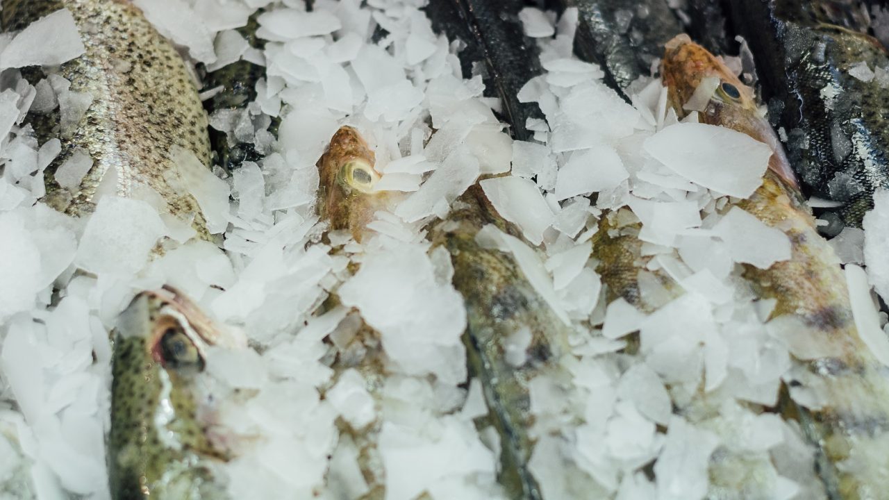 Ultramodern fish processing in Budaörs