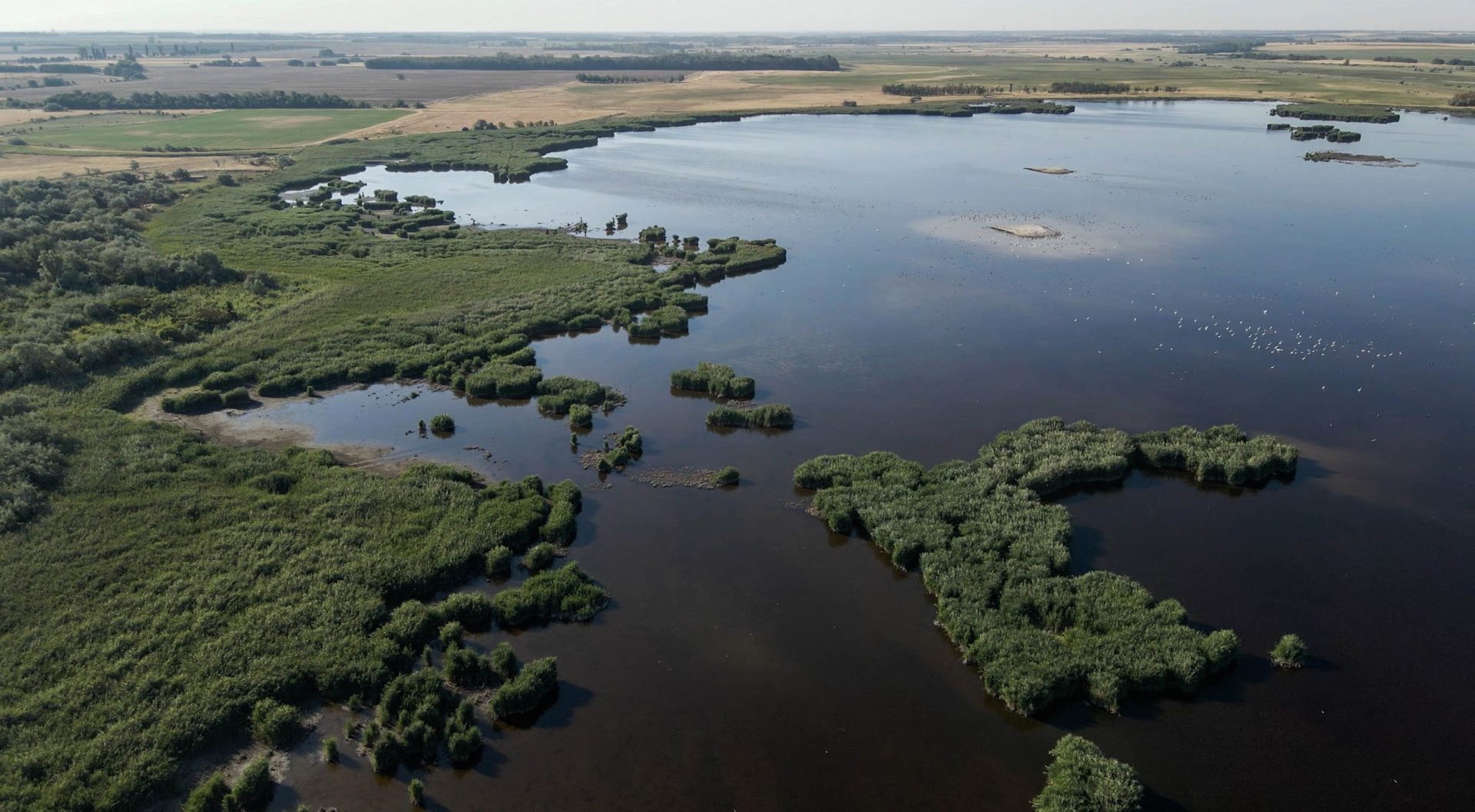 Mezőföld has become a paradise for water birds