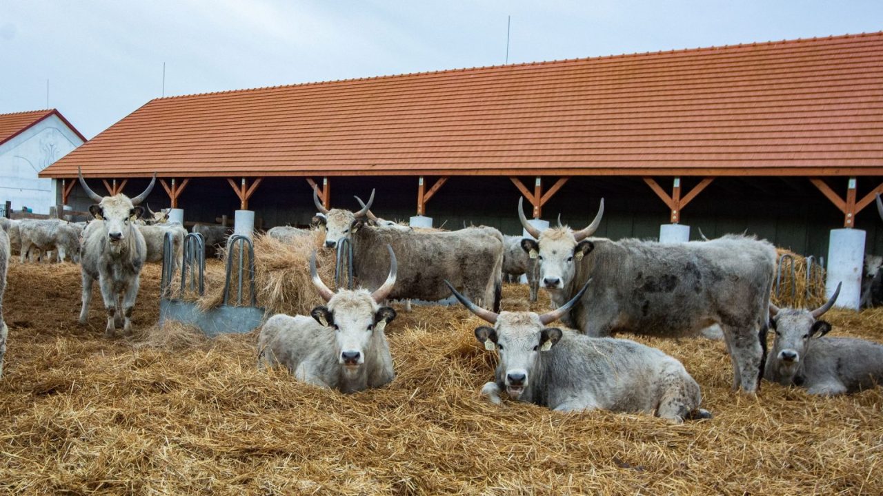 With Hungarian Grey Cattle for Biodiversity in the Bükk National Park