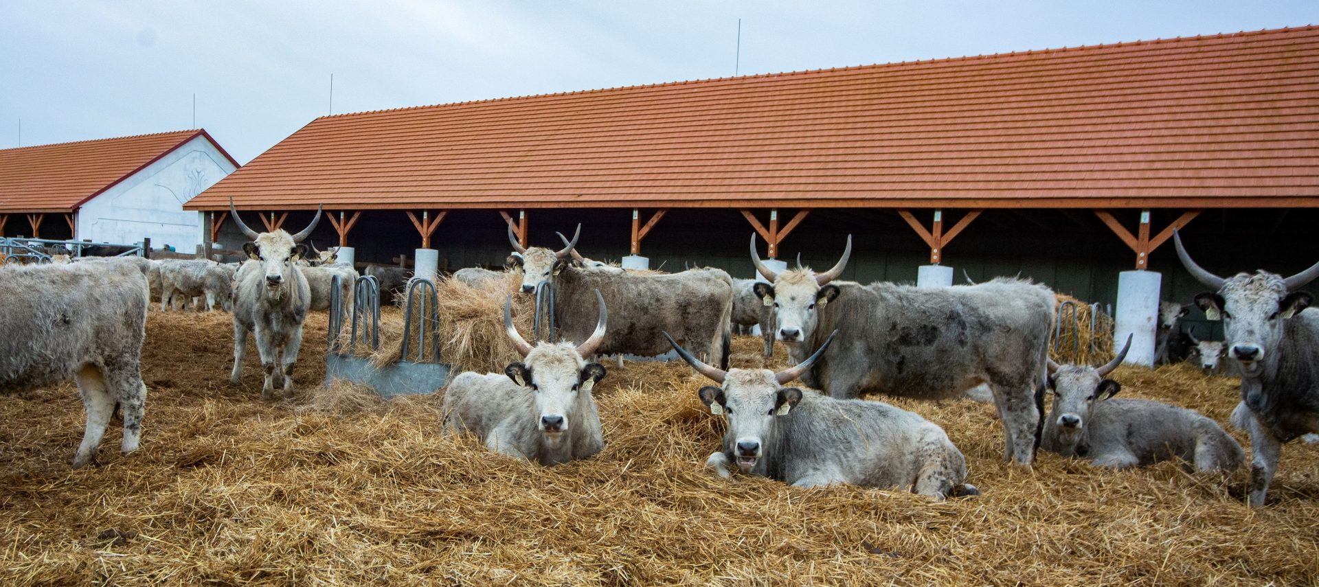 With Hungarian Grey Cattle for Biodiversity in the Bükk National Park