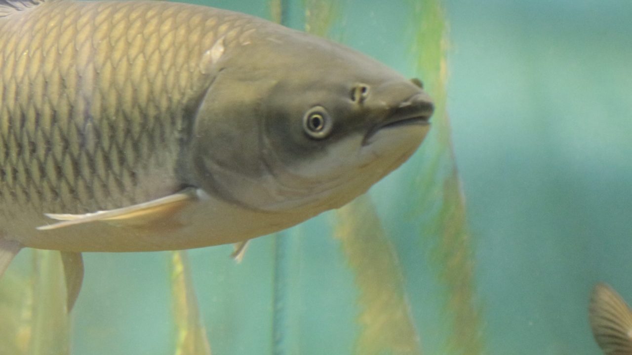 Triploid grass carp in high-tech fishponds
