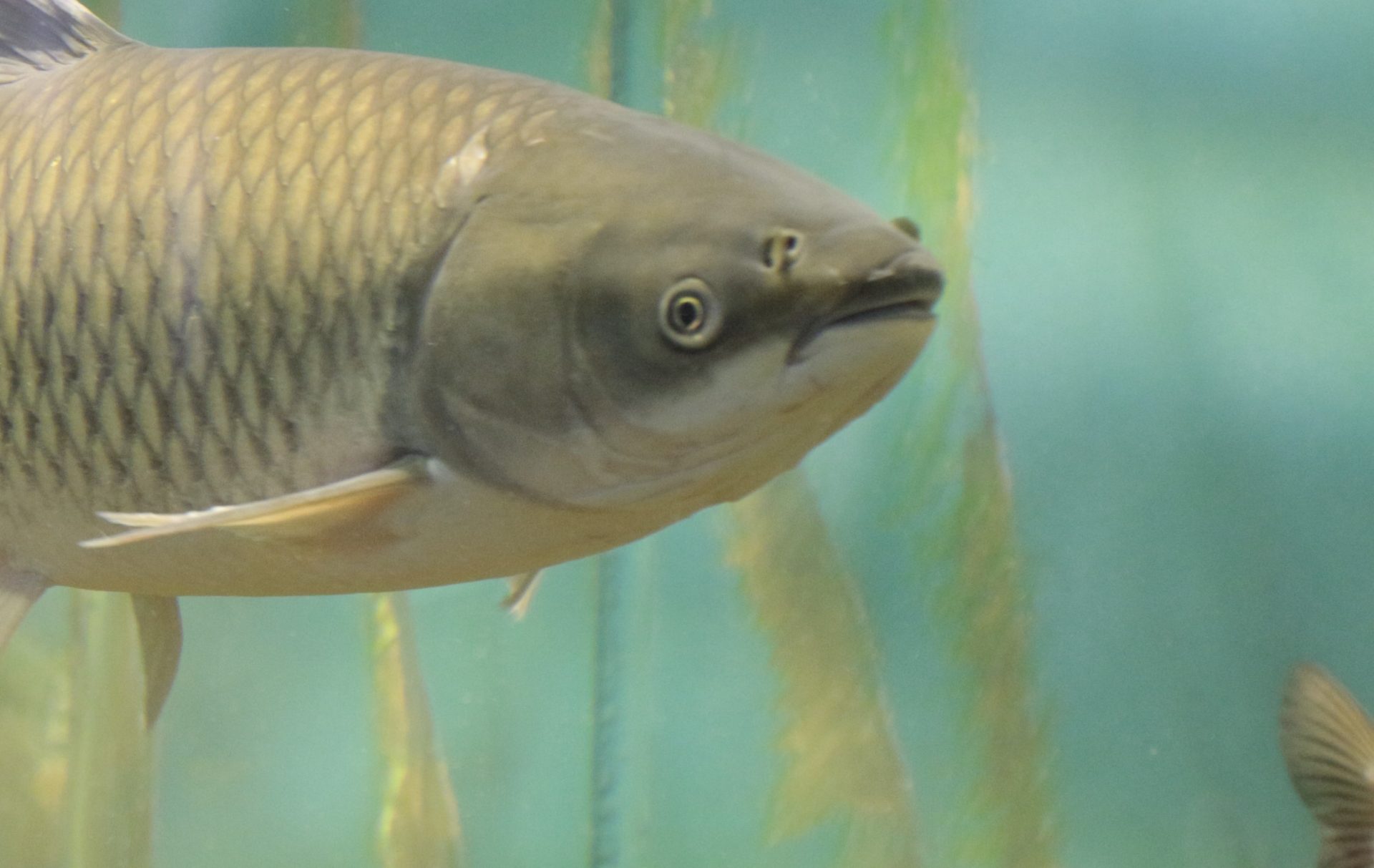 High-tech tavakban triploid az amur