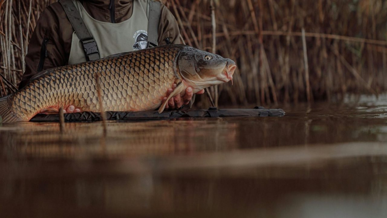 Lendületben a halgazdálkodás