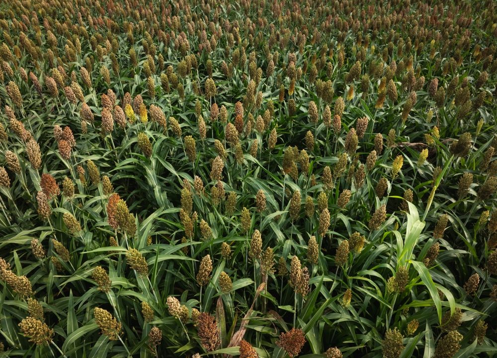 A klímaváltozásra adott vetőmag-válasz