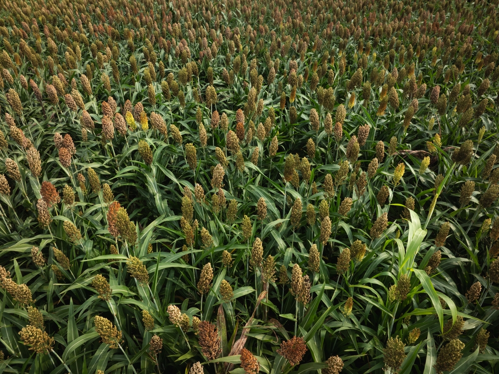 Seed innovation as a response to climate change