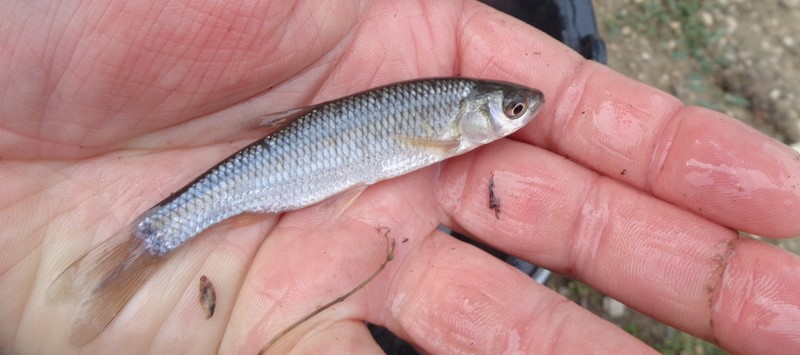 Biodegradable bait offers a greener future for fishing
