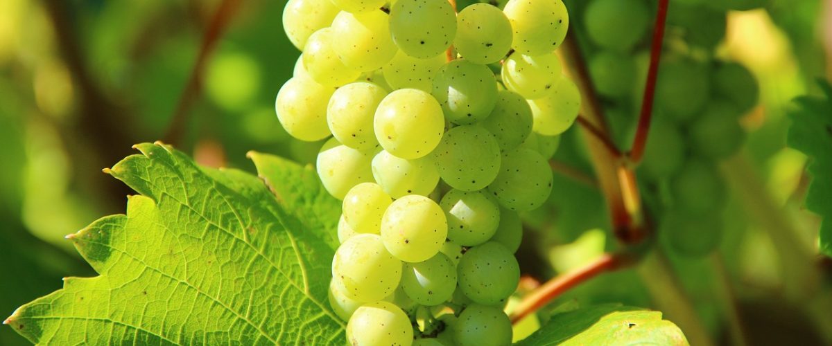 grapes-276070_1280