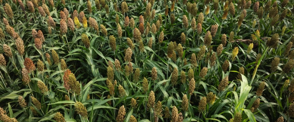 Sorghum,Crops,In,The,Autumn,Farm